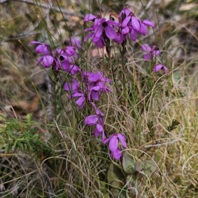 Tetratheca bauerifolia (Heath Pink-bells) at QPRC LGA - 1 Nov 2023 by Csteele4