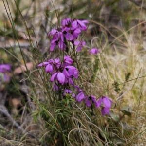 Tetratheca bauerifolia at Harolds Cross, NSW - 1 Nov 2023