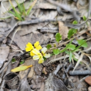 Goodenia hederacea at Harolds Cross, NSW - suppressed