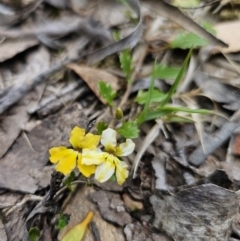 Goodenia hederacea at Harolds Cross, NSW - suppressed