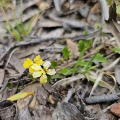 Goodenia hederacea at Harolds Cross, NSW - 1 Nov 2023