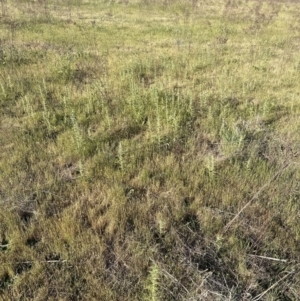 Carthamus lanatus at Belconnen, ACT - 1 Nov 2023