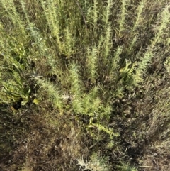 Carthamus lanatus at Belconnen, ACT - 1 Nov 2023