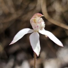 Caladenia moschata (Musky Caps) at Harolds Cross, NSW - 1 Nov 2023 by Csteele4