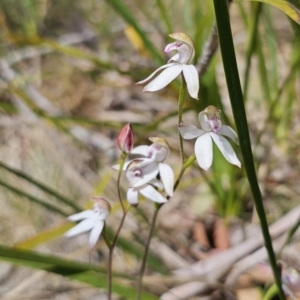 Caladenia moschata at Harolds Cross, NSW - 1 Nov 2023