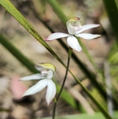 Caladenia moschata at Harolds Cross, NSW - suppressed