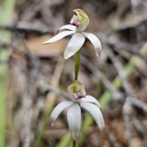 Caladenia moschata at Harolds Cross, NSW - suppressed