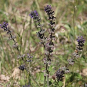 Salvia verbenaca var. verbenaca at Booth, ACT - 31 Oct 2023