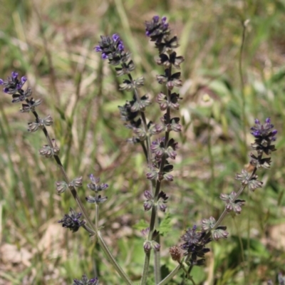 Salvia verbenaca var. verbenaca (Wild Sage) at Booth, ACT - 31 Oct 2023 by RodDeb