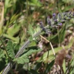 Salvia verbenaca var. verbenaca at Booth, ACT - 31 Oct 2023