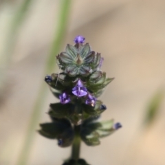 Salvia verbenaca var. verbenaca at Booth, ACT - 31 Oct 2023 12:14 PM