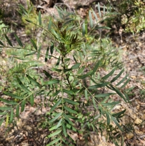 Polyscias sambucifolia at Harolds Cross, NSW - 1 Nov 2023 01:43 PM