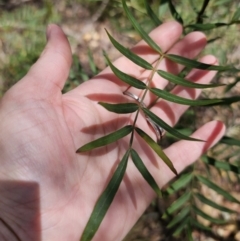 Polyscias sambucifolia at Harolds Cross, NSW - 1 Nov 2023