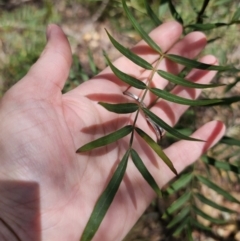 Polyscias sambucifolia at Harolds Cross, NSW - 1 Nov 2023 01:43 PM