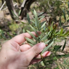 Polyscias sambucifolia at Harolds Cross, NSW - 1 Nov 2023 01:43 PM