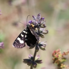 Phalaenoides tristifica at Booth, ACT - 31 Oct 2023