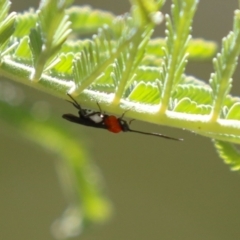 Braconidae (family) (Unidentified braconid wasp) at Namadgi National Park - 31 Oct 2023 by RodDeb