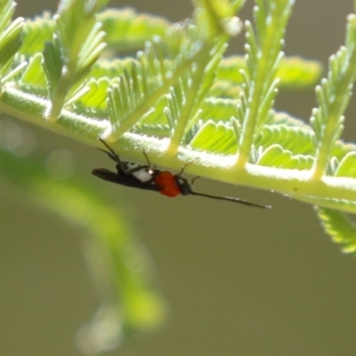 Braconidae (family) (Unidentified braconid wasp) at Booth, ACT - 31 Oct 2023 by RodDeb