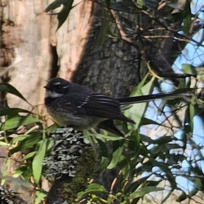 Rhipidura albiscapa (Grey Fantail) at Harolds Cross, NSW - 1 Nov 2023 by Csteele4
