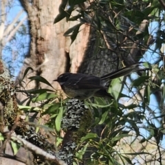 Rhipidura albiscapa at Harolds Cross, NSW - 1 Nov 2023