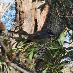 Rhipidura albiscapa at Harolds Cross, NSW - 1 Nov 2023