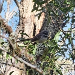 Rhipidura albiscapa at Harolds Cross, NSW - 1 Nov 2023