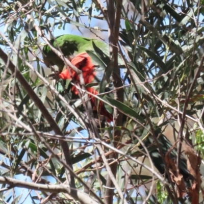 Alisterus scapularis (Australian King-Parrot) at Booth, ACT - 31 Oct 2023 by RodDeb