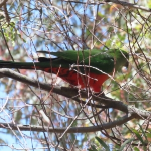 Alisterus scapularis at Booth, ACT - 31 Oct 2023