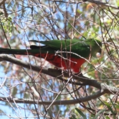 Alisterus scapularis at Booth, ACT - 31 Oct 2023