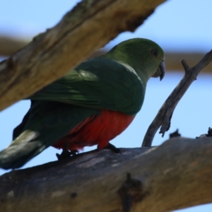 Alisterus scapularis at Booth, ACT - 31 Oct 2023