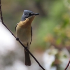 Myiagra rubecula (Leaden Flycatcher) at Booth, ACT - 31 Oct 2023 by RodDeb