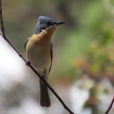 Myiagra rubecula (Leaden Flycatcher) at Booth, ACT - 31 Oct 2023 by RodDeb