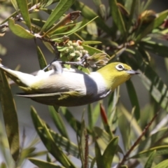 Zosterops lateralis (Silvereye) at Namadgi National Park - 31 Oct 2023 by RodDeb