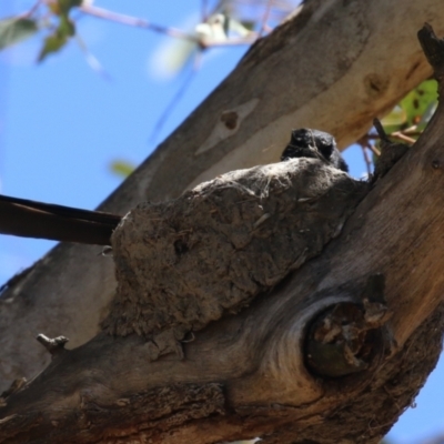 Rhipidura leucophrys (Willie Wagtail) at Booth, ACT - 31 Oct 2023 by RodDeb
