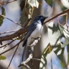 Myiagra rubecula (Leaden Flycatcher) at Tuggeranong, ACT - 31 Oct 2023 by RomanSoroka