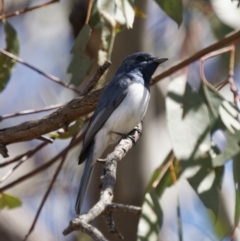 Myiagra rubecula (Leaden Flycatcher) at Melrose - 31 Oct 2023 by roman_soroka