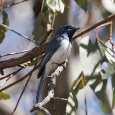 Myiagra rubecula (Leaden Flycatcher) at Tuggeranong, ACT - 31 Oct 2023 by roman_soroka