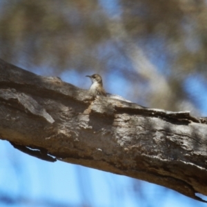 Cormobates leucophaea at Booth, ACT - 31 Oct 2023