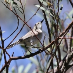 Gerygone fusca (Western Gerygone) at Namadgi National Park - 31 Oct 2023 by RodDeb