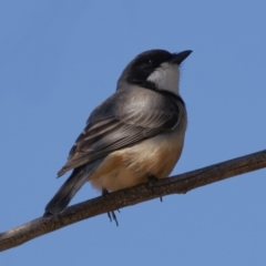 Pachycephala rufiventris (Rufous Whistler) at Tuggeranong, ACT - 31 Oct 2023 by RomanSoroka