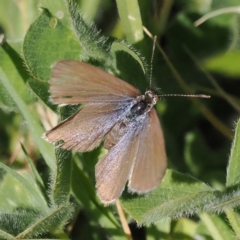 Zizina otis (Common Grass-Blue) at Chisholm, ACT - 1 Nov 2023 by RomanSoroka
