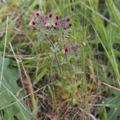 Parentucellia latifolia (Red Bartsia) at Melrose - 29 Oct 2023 by roman_soroka