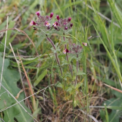 Parentucellia latifolia (Red Bartsia) at Melrose - 29 Oct 2023 by roman_soroka