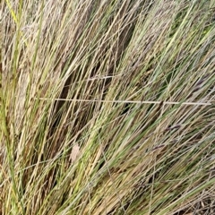 Nassella trichotoma at Curtin, ACT - 1 Nov 2023