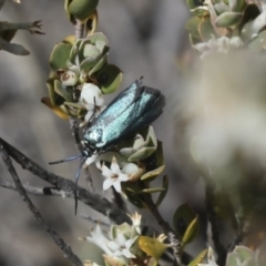 Pollanisus (genus) (A Forester Moth) at Bredbo, NSW - 31 Oct 2023 by AlisonMilton