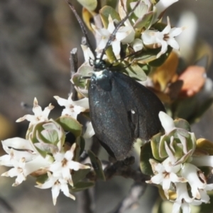 Pollanisus (genus) at Bredbo, NSW - 31 Oct 2023