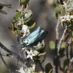 Pollanisus (genus) at Bredbo, NSW - 31 Oct 2023