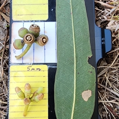Eucalyptus amplifolia subsp. amplifolia (Cabbage Gum) at Curtin, ACT - 1 Nov 2023 by Steve818
