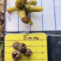 Eucalyptus amplifolia subsp. amplifolia at Curtin, ACT - 2 Nov 2023