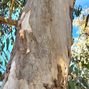 Eucalyptus amplifolia subsp. amplifolia at Curtin, ACT - 2 Nov 2023